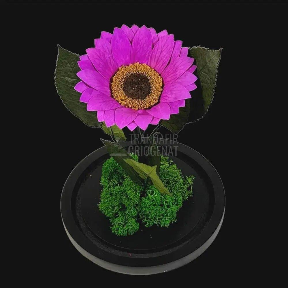 Floarea Soarelui Criogenata mov Ø10-12cm in cupola sticla - Trandafir-Criogenat.ro