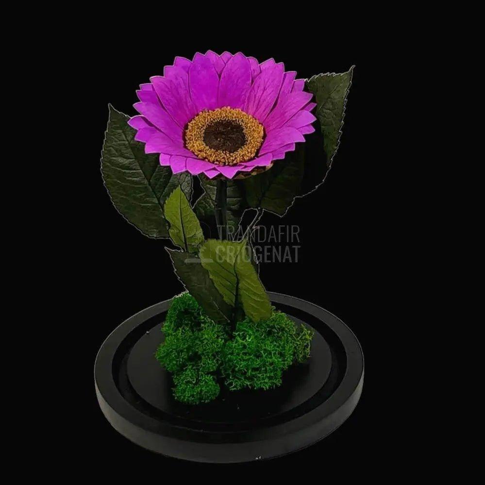 Floarea Soarelui Criogenata mov Ø10-12cm in cupola sticla - Trandafir-Criogenat.ro