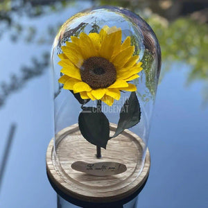 Floarea Soarelui Criogenata Ø10-12cm in cupola sticla mare - Trandafir-Criogenat.ro