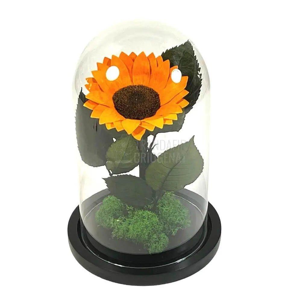 Floarea Soarelui Criogenata portocalie Ø10-12cm in cupola sticla - Trandafir-Criogenat.ro