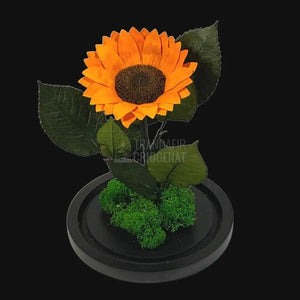 Floarea Soarelui Criogenata portocalie Ø10-12cm in cupola sticla - Trandafir-Criogenat.ro