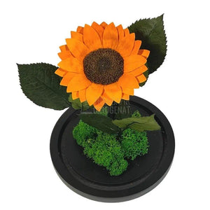 Floarea Soarelui Criogenata portocalie Ø10-12cm in cupola sticla - Trandafir-Criogenat.ro