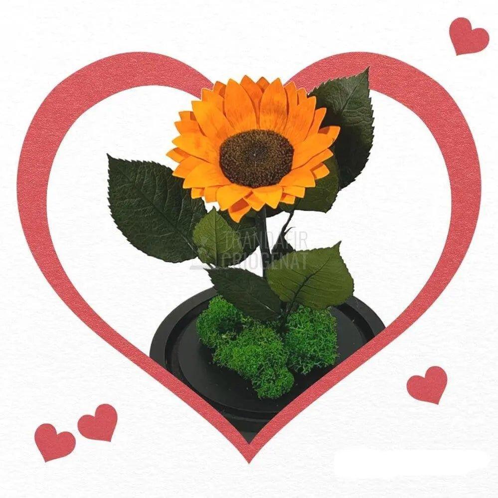 Floarea Soarelui Criogenata portocalie Ø10-12cm in cupola sticla - Trandafir-Criogenat.ro