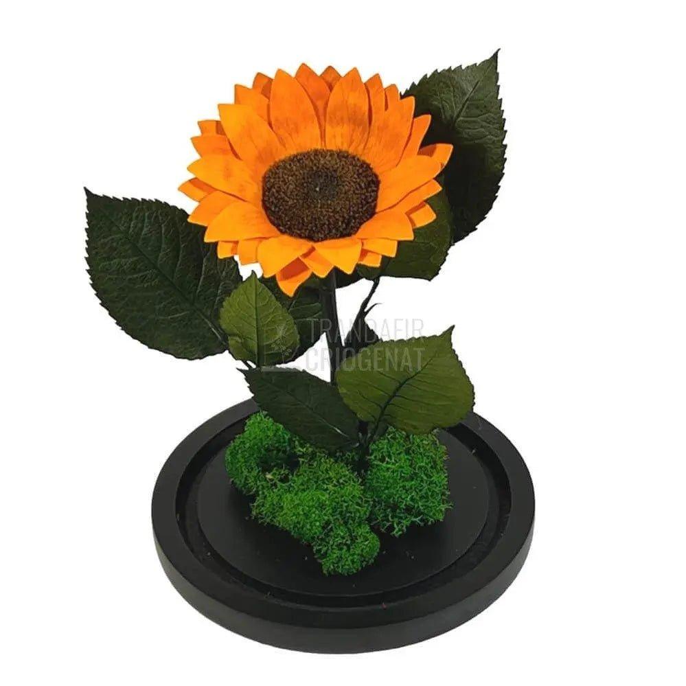 Floarea Soarelui Criogenata portocalie Ø10-12cm in cupola sticla - Trandafir-Criogenat.ro