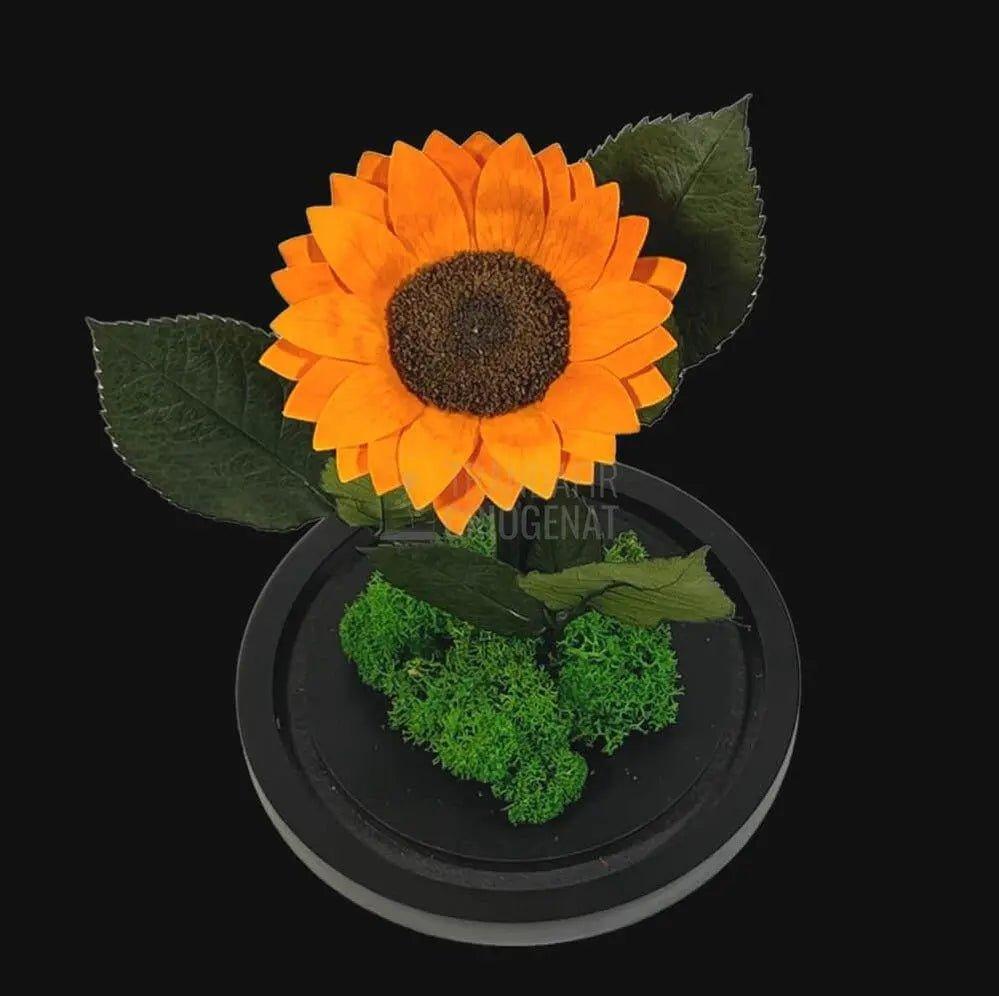 Floarea Soarelui Criogenata portocalie Ø10-12cm in cupola sticla - Trandafir-Criogenat.ro