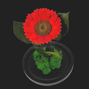 Floarea Soarelui Criogenata rosie Ø10-12cm in cupola sticla - Trandafir-Criogenat.ro