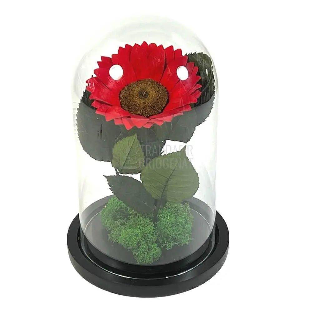 Floarea Soarelui Criogenata rosie Ø10-12cm in cupola sticla - Trandafir-Criogenat.ro