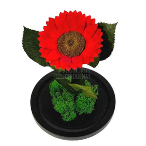 Floarea Soarelui Criogenata rosie Ø10-12cm in cupola sticla - Trandafir-Criogenat.ro