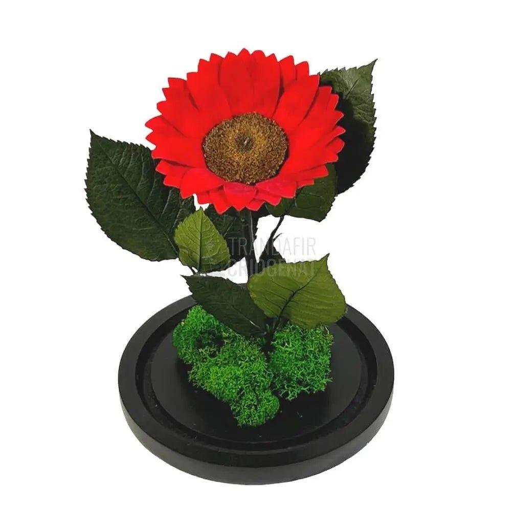 Floarea Soarelui Criogenata rosie Ø10-12cm in cupola sticla - Trandafir-Criogenat.ro