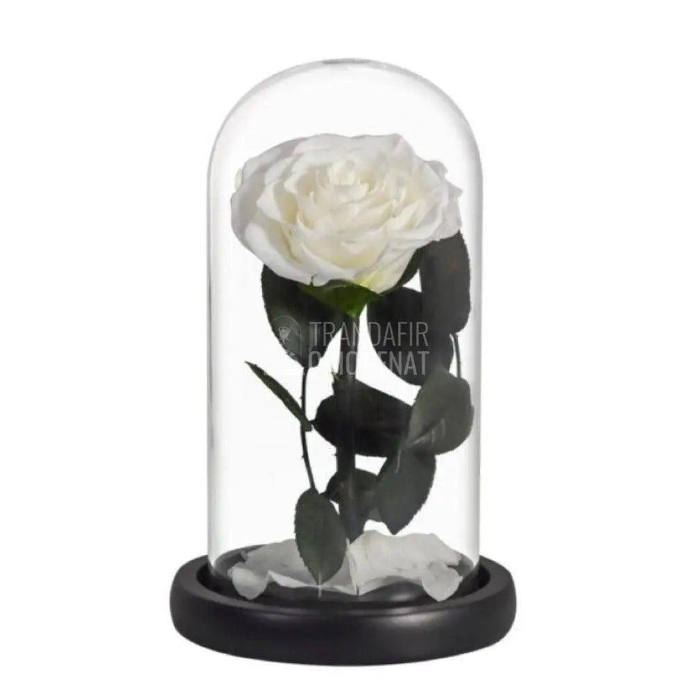 Trandafir Criogenat alb bella Ø8cm in cupola 10x20cm - Trandafir-Criogenat.ro