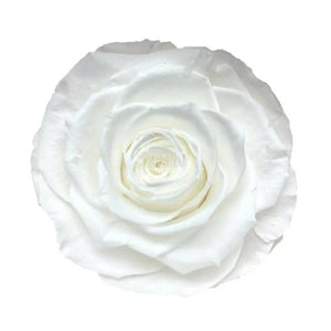 Trandafir Criogenat alb bella Ø8cm in cupola 10x20cm - Trandafir-Criogenat.ro