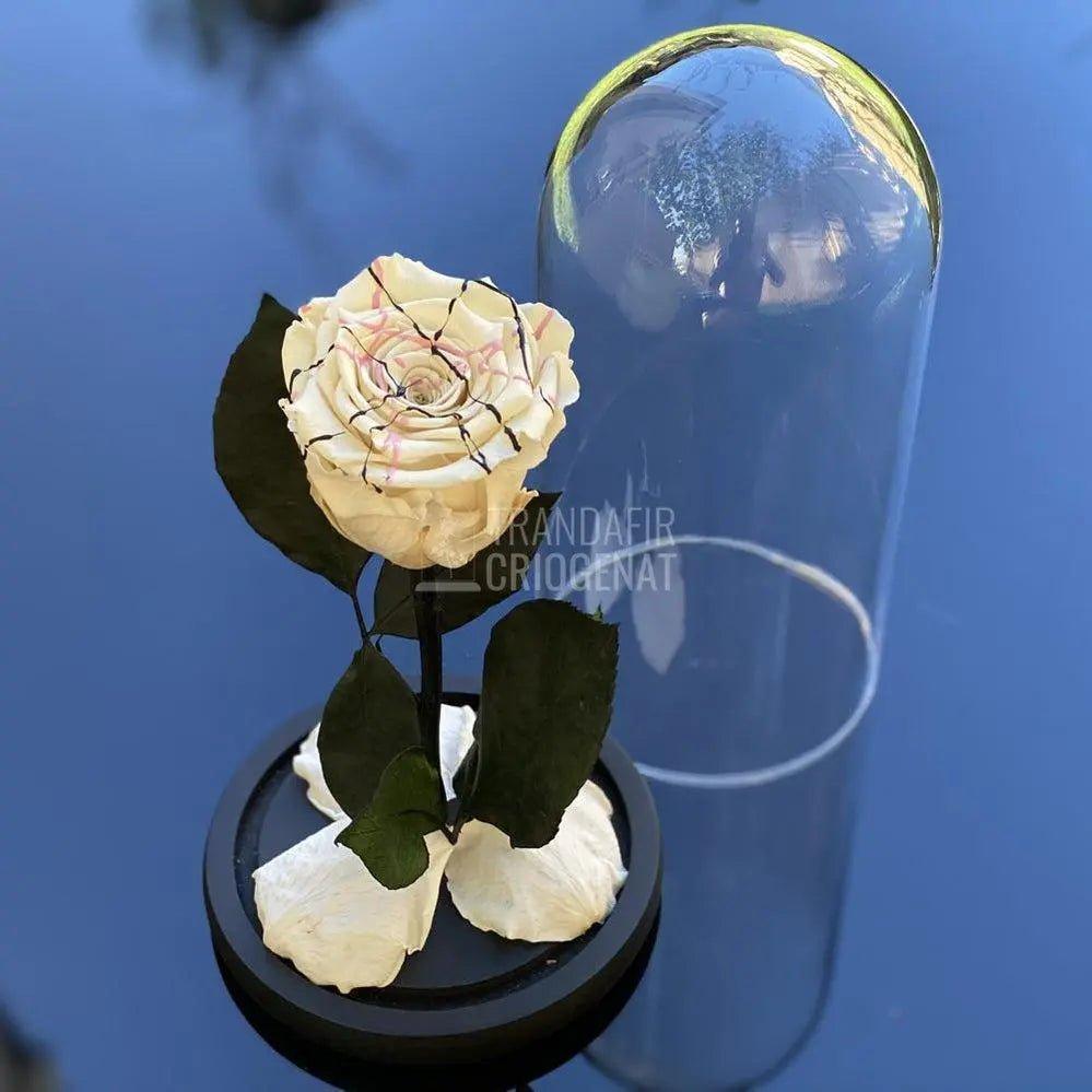 Trandafir Criogenat alb festival Ø6,5cm in cupola 10x20cm - Trandafir-Criogenat.ro