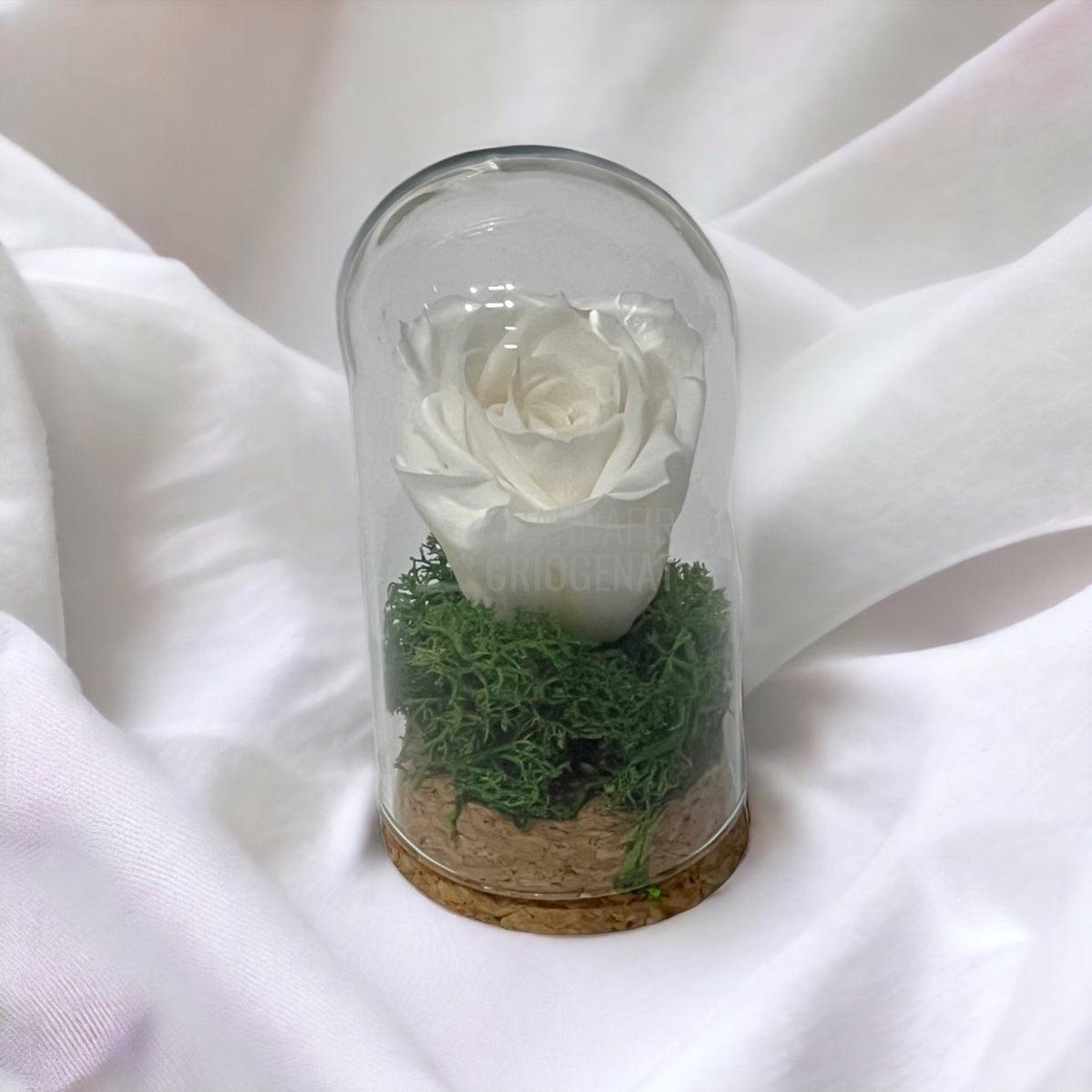 Trandafir Criogenat alb in cupola sticla 5x9,5cm (marturie) - Trandafir-Criogenat.ro