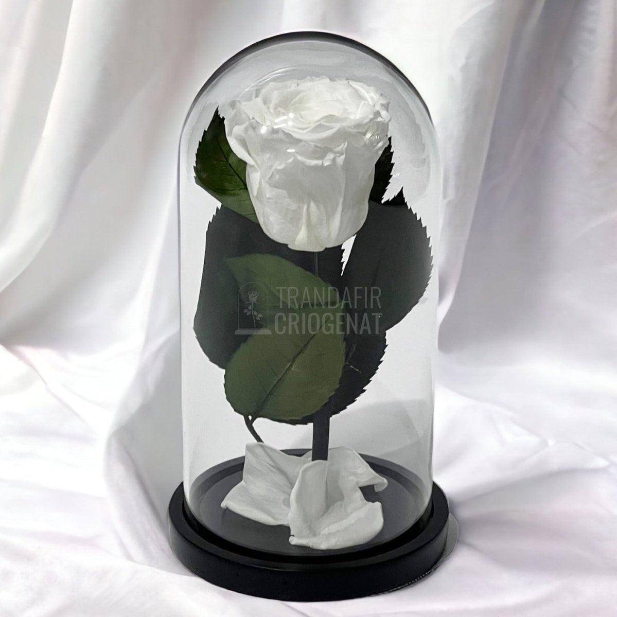 Trandafir Criogenat alb Ø6,5cm in cupola de sticla 10x20cm - Trandafir-Criogenat.ro