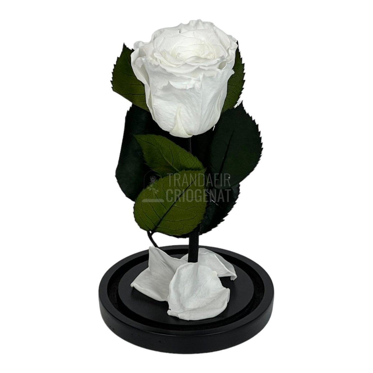 Trandafir Criogenat alb Ø6,5cm in cupola de sticla 10x20cm - Trandafir-Criogenat.ro