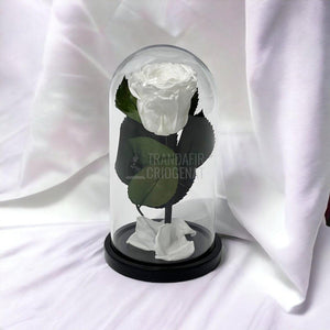 Trandafir Criogenat alb Ø6,5cm in cupola de sticla 10x20cm - Trandafir-Criogenat.ro