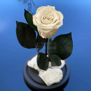 Trandafir Criogenat alb Ø6,5cm in cupola de sticla - Trandafir-Criogenat.ro