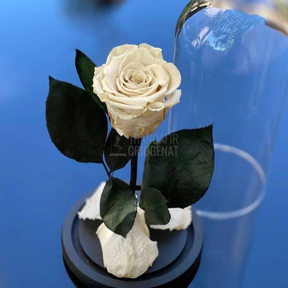 Trandafir Criogenat alb Ø6,5cm in cupola de sticla - Trandafir-Criogenat.ro