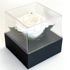 Trandafir Criogenat alb Ø7-8cm in cutie cadou 10x10x11cm - Trandafir-Criogenat.ro