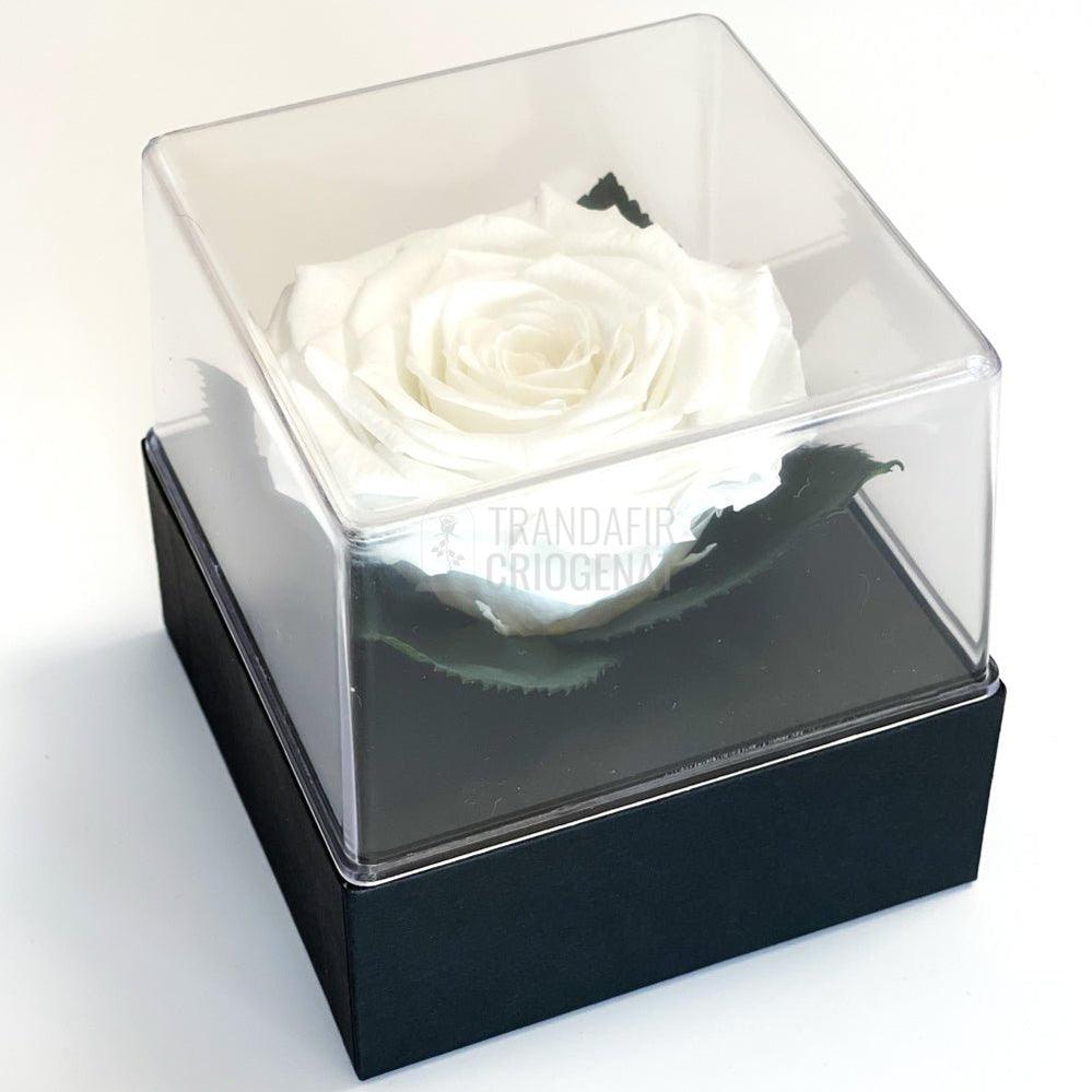 Trandafir Criogenat alb Ø7-8cm in cutie cadou 10x10x11cm - Trandafir-Criogenat.ro