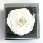 Trandafir Criogenat alb Ø7-8cm in cutie cadou 10x10x11cm - Trandafir-Criogenat.ro