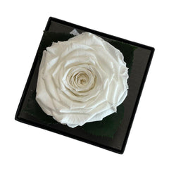 Trandafir Criogenat alb Ø7-8cm in cutie cadou 10x10x11cm - Trandafir-Criogenat.ro