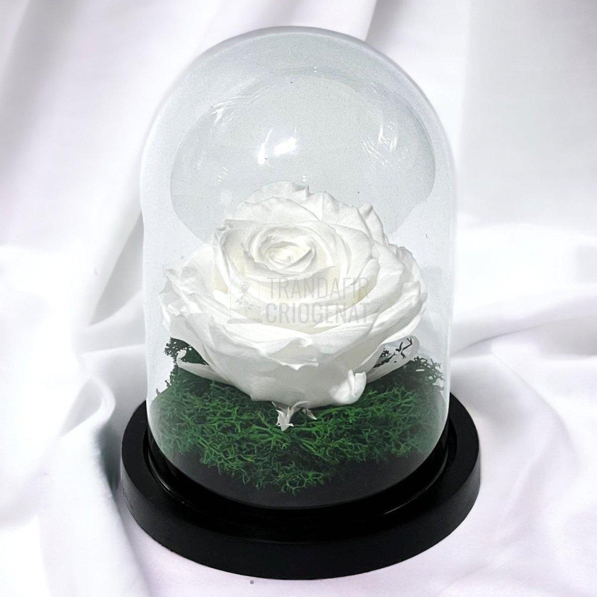Trandafir Criogenat alb Ø8cm in cupola de sticla 10x15cm - Trandafir-Criogenat.ro