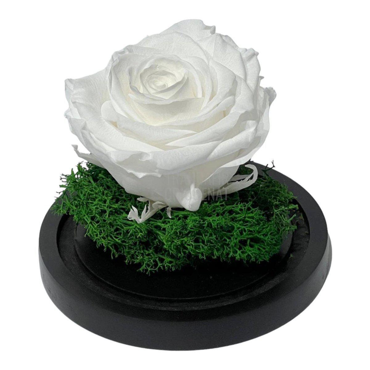 Trandafir Criogenat alb Ø8cm in cupola de sticla 10x15cm - Trandafir-Criogenat.ro