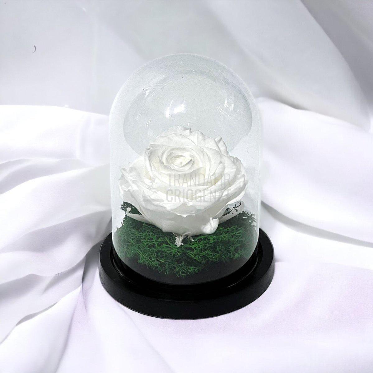 Trandafir Criogenat alb Ø8cm in cupola de sticla 10x15cm - Trandafir-Criogenat.ro