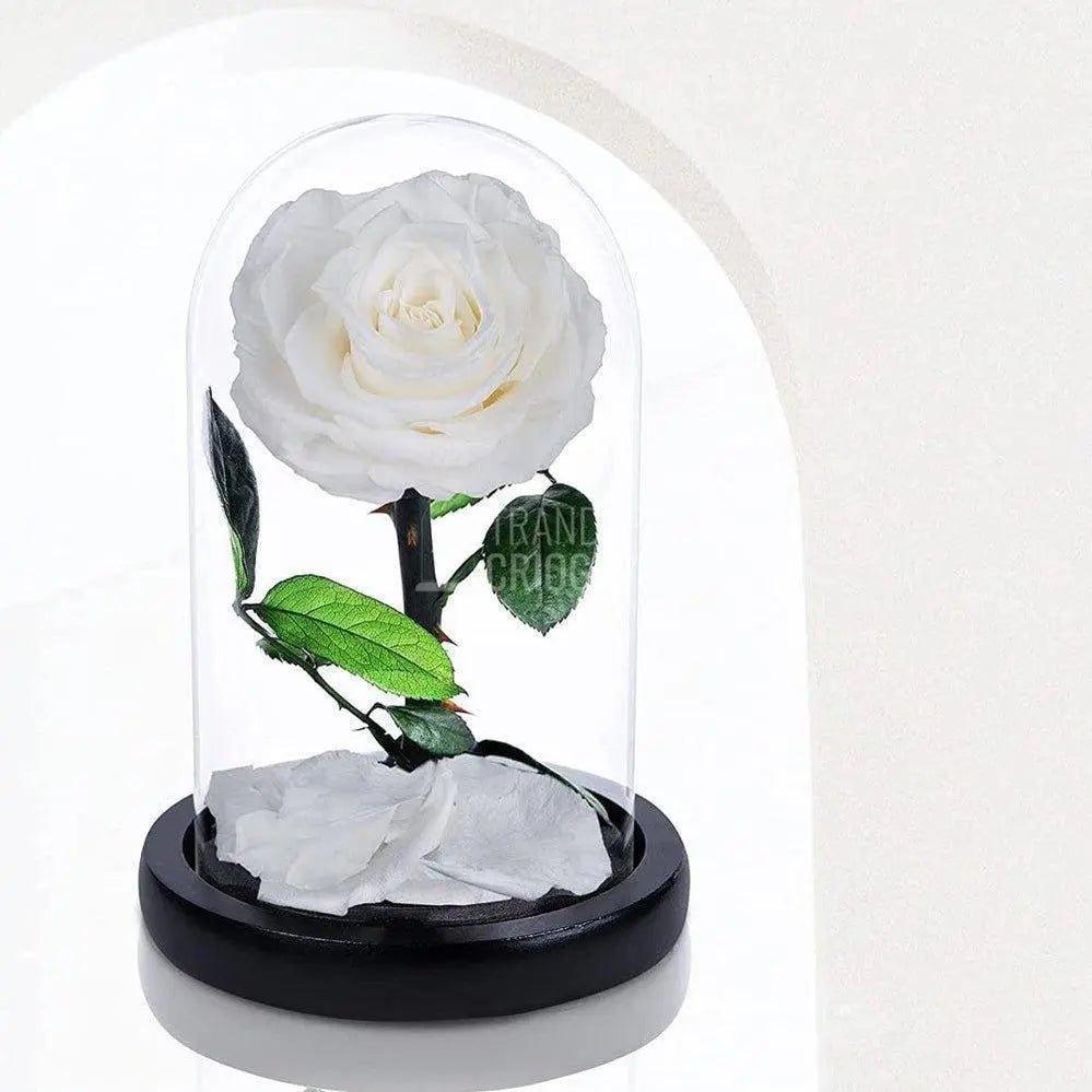 Trandafir Criogenat alb Ø8cm in cupola de sticla 12x25cm - Trandafir-Criogenat.ro