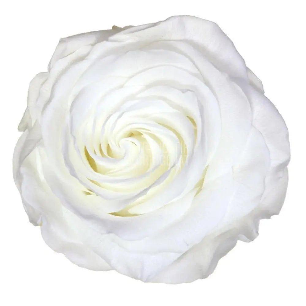 Trandafir Criogenat alb Ø8cm in cupola de sticla 12x25cm - Trandafir-Criogenat.ro