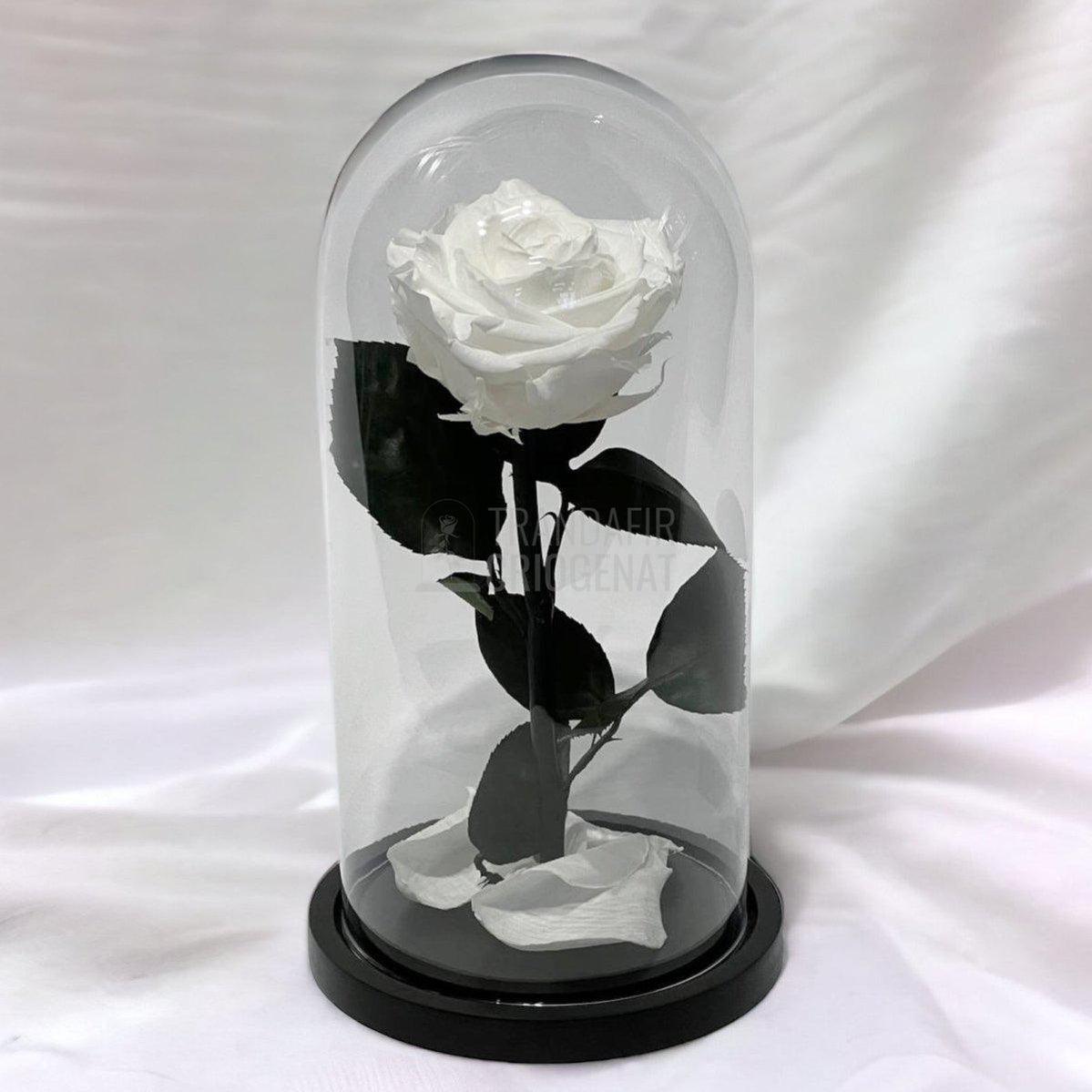 Trandafir Criogenat alb Ø8cm in cupola de sticla, cu mesaj - Trandafir-Criogenat.ro