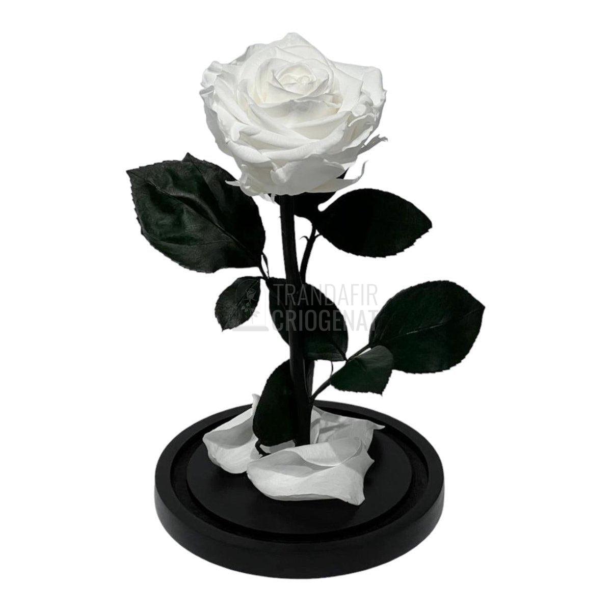 Trandafir Criogenat alb Ø8cm in cupola de sticla, cu mesaj - Trandafir-Criogenat.ro