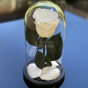 Trandafir Criogenat alb pur Ø6,5cm in cupola sticla 10x20cm - Trandafir-Criogenat.ro
