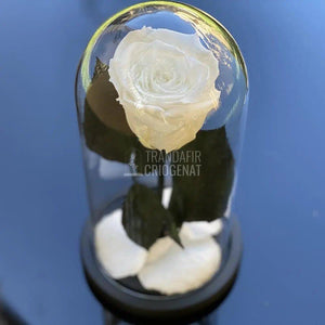Trandafir Criogenat alb pur Ø6,5cm in cupola sticla 10x20cm - Trandafir-Criogenat.ro