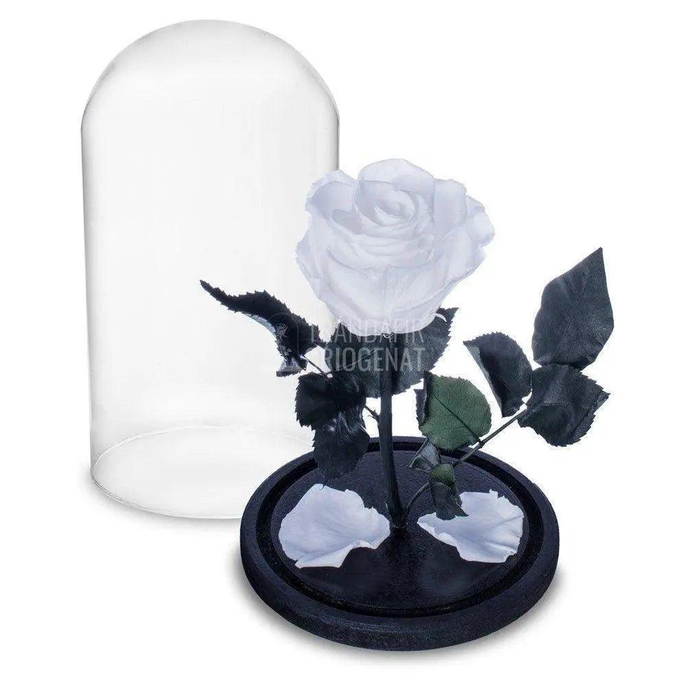 Trandafir Criogenat alb pur Ø6,5cm in cupola sticla, cu mesaj - Trandafir-Criogenat.ro