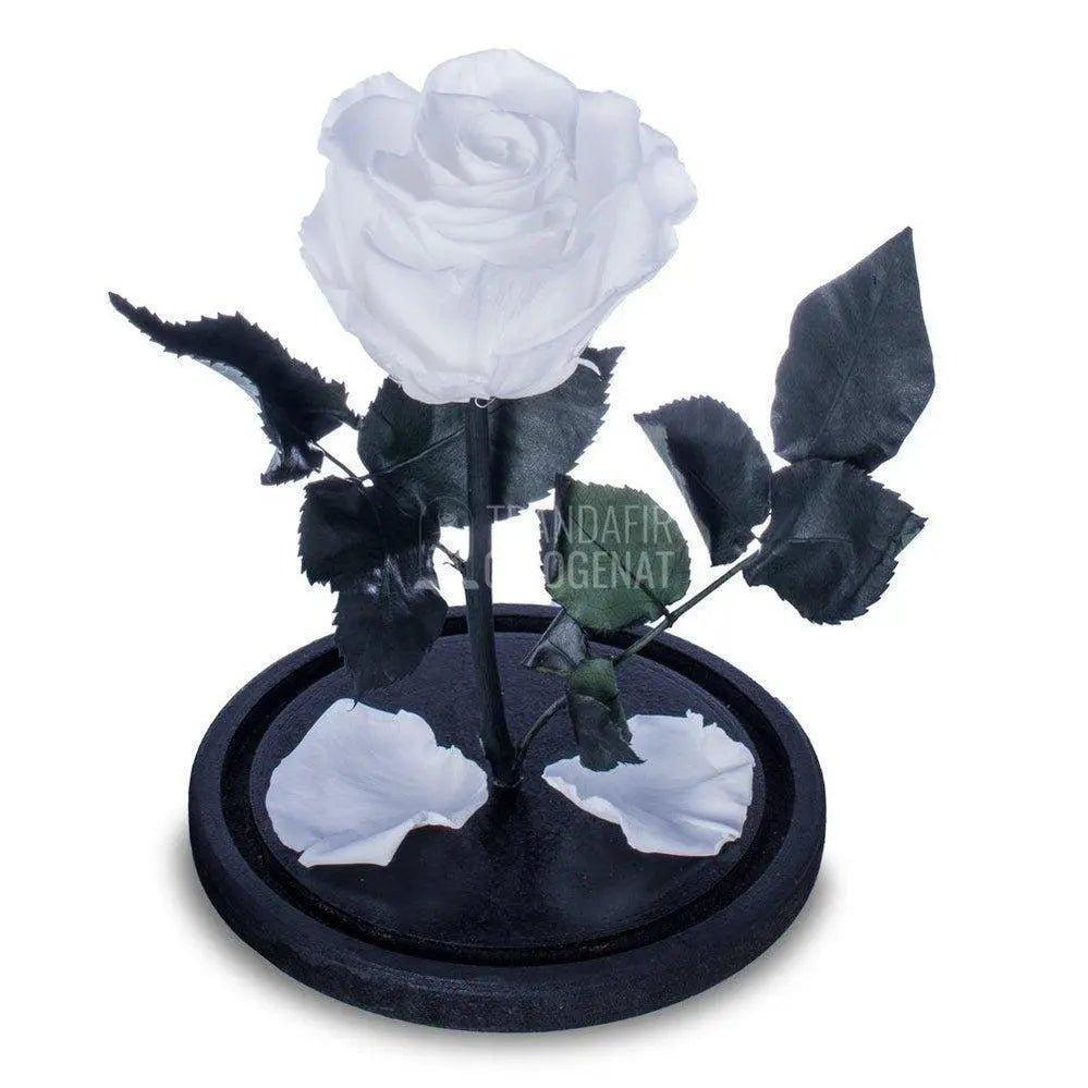 Trandafir Criogenat alb pur Ø6,5cm in cupola sticla, cu mesaj - Trandafir-Criogenat.ro