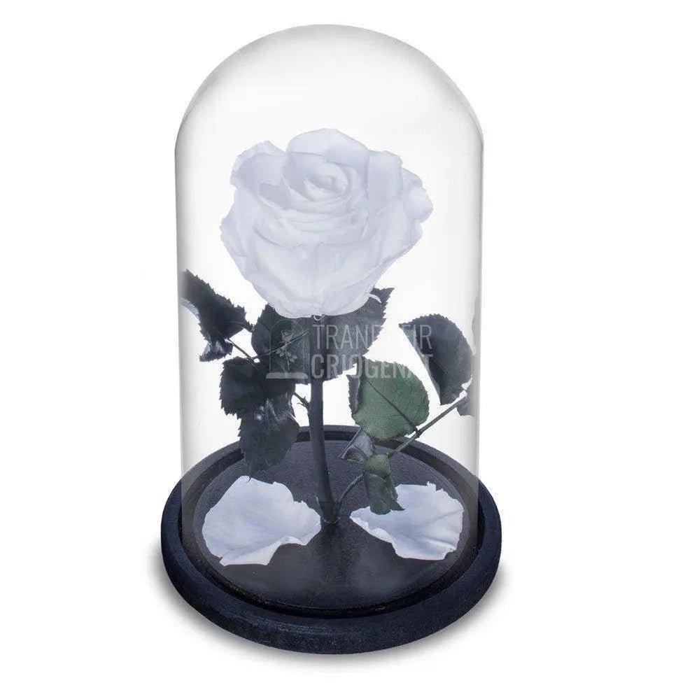 Trandafir Criogenat alb pur Ø6,5cm in cupola sticla, cu mesaj - Trandafir-Criogenat.ro