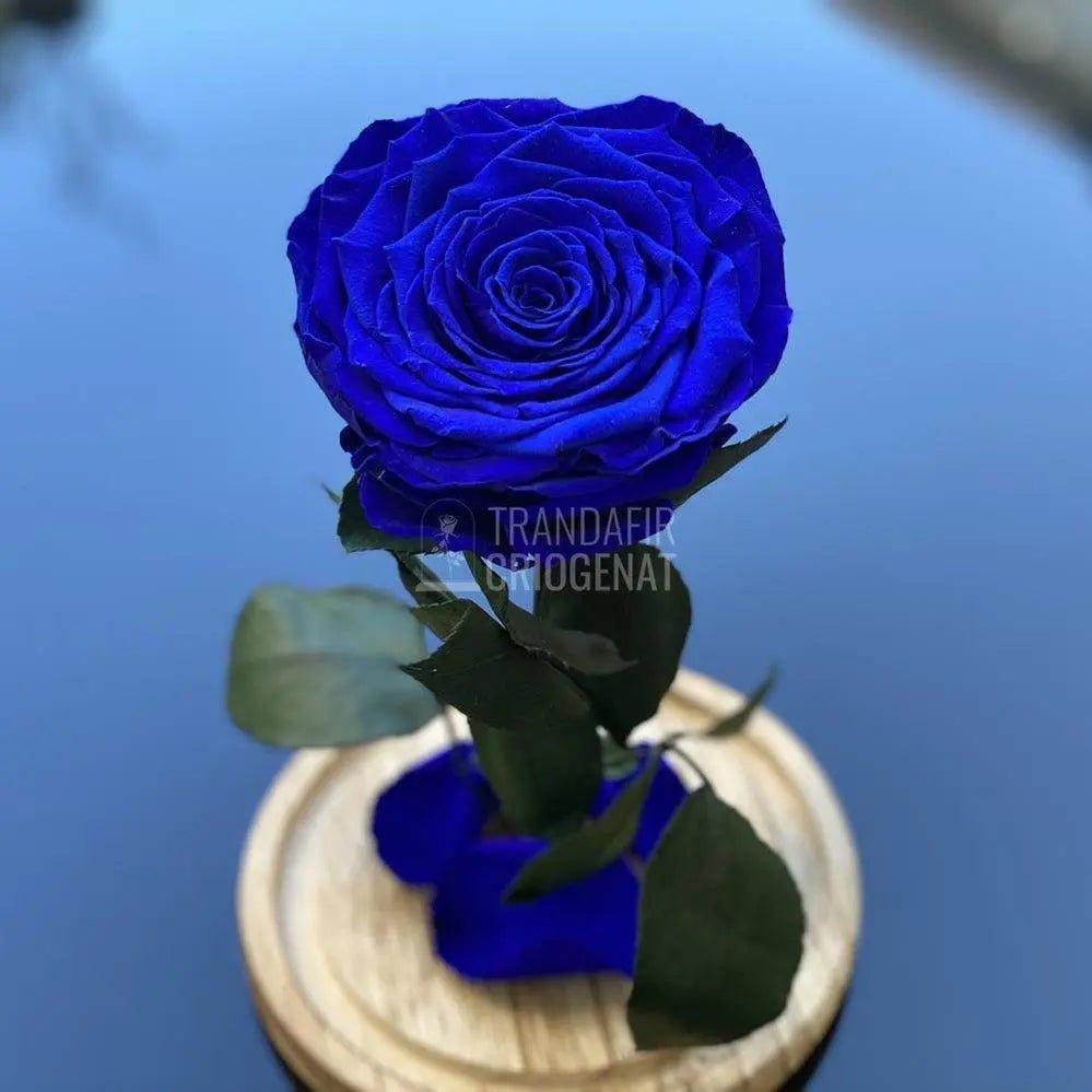 Trandafir Criogenat albastru_1 Ø9,5cm in cupola 12x25cm - Trandafir-Criogenat.ro