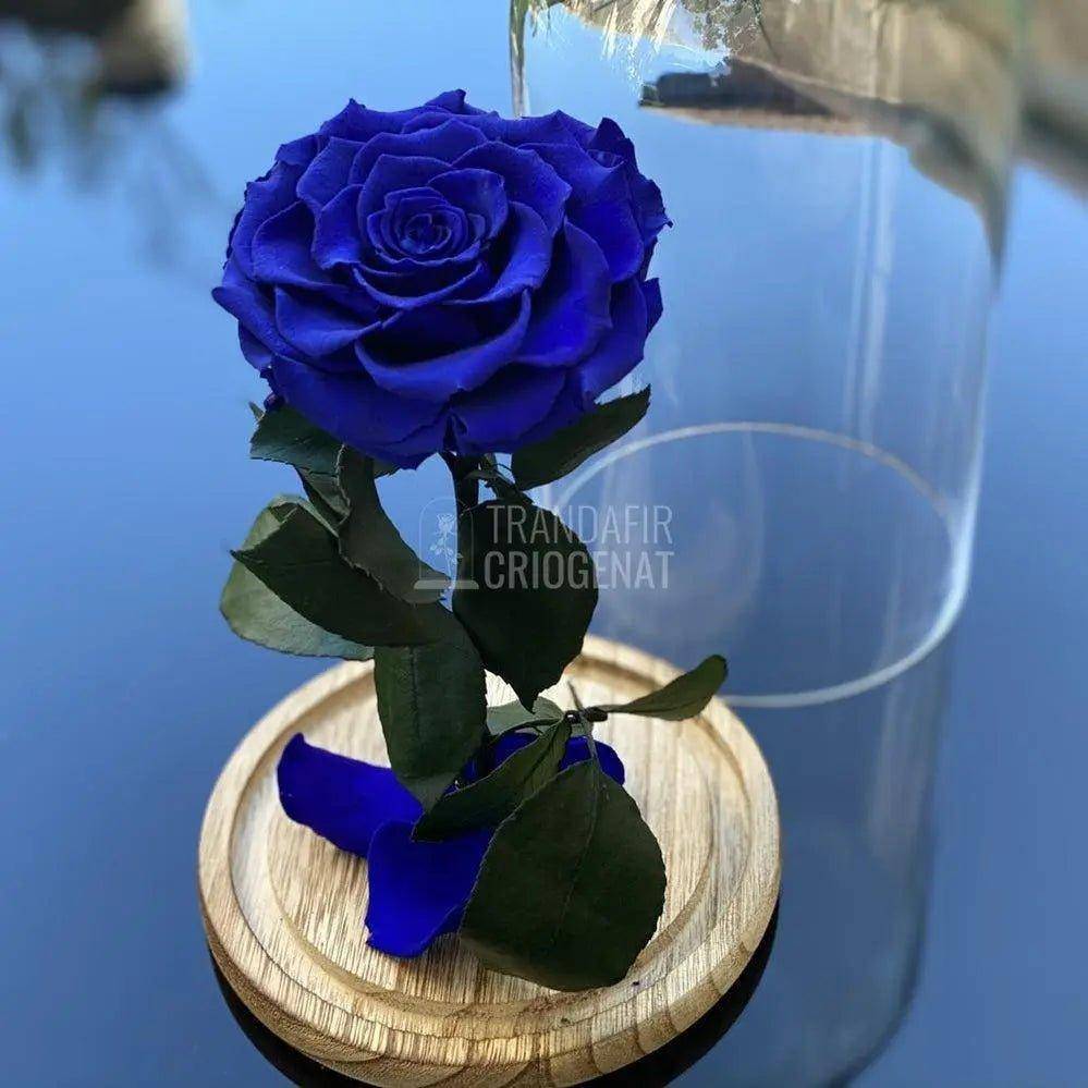 Trandafir Criogenat albastru_2 Ø9,5cm in cupola 12x25cm - Trandafir-Criogenat.ro