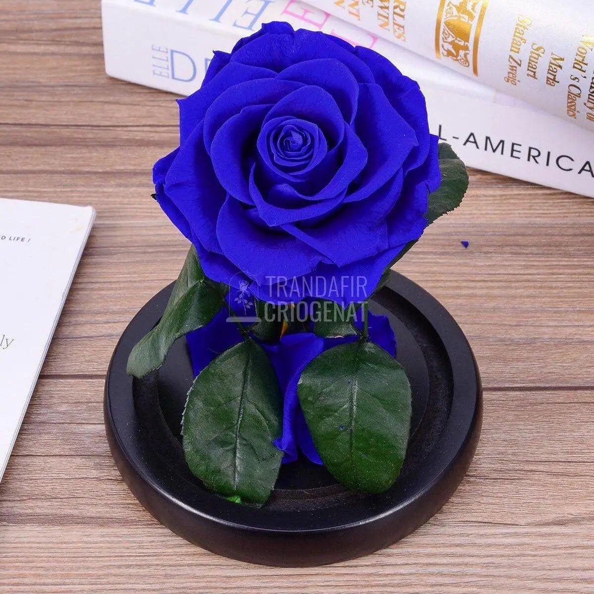 Trandafir Criogenat albastru bella Ø8cm in cupola 12x25cm - Trandafir-Criogenat.ro