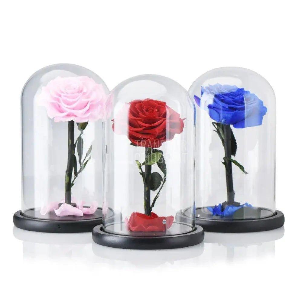 Trandafir Criogenat albastru bonita Ø9,5cm in cupola 12x25cm - Trandafir-Criogenat.ro