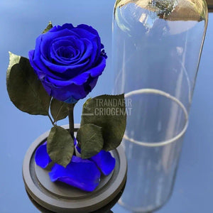 Trandafir Criogenat albastru Ø6,5cm in cupola sticla 10x20cm - Trandafir-Criogenat.ro