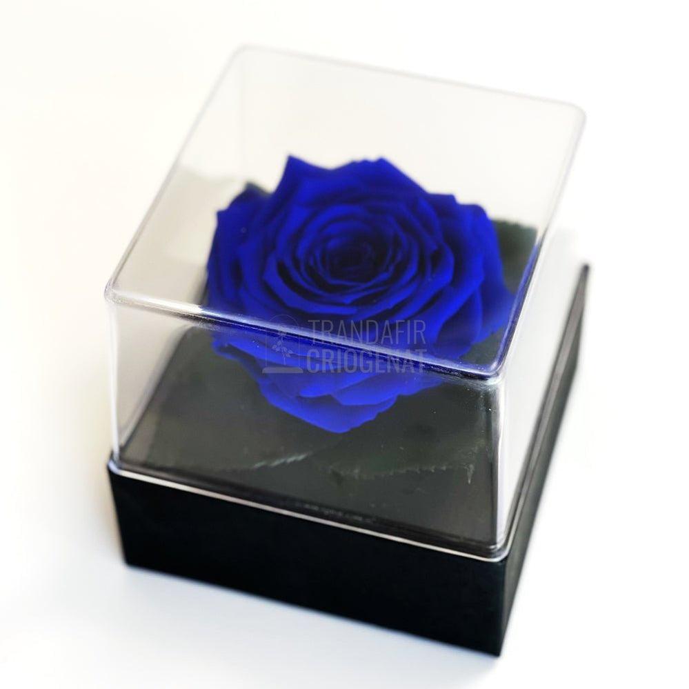 Trandafir Criogenat albastru Ø7-8cm in cutie cadou 10x10x11cm - Trandafir-Criogenat.ro