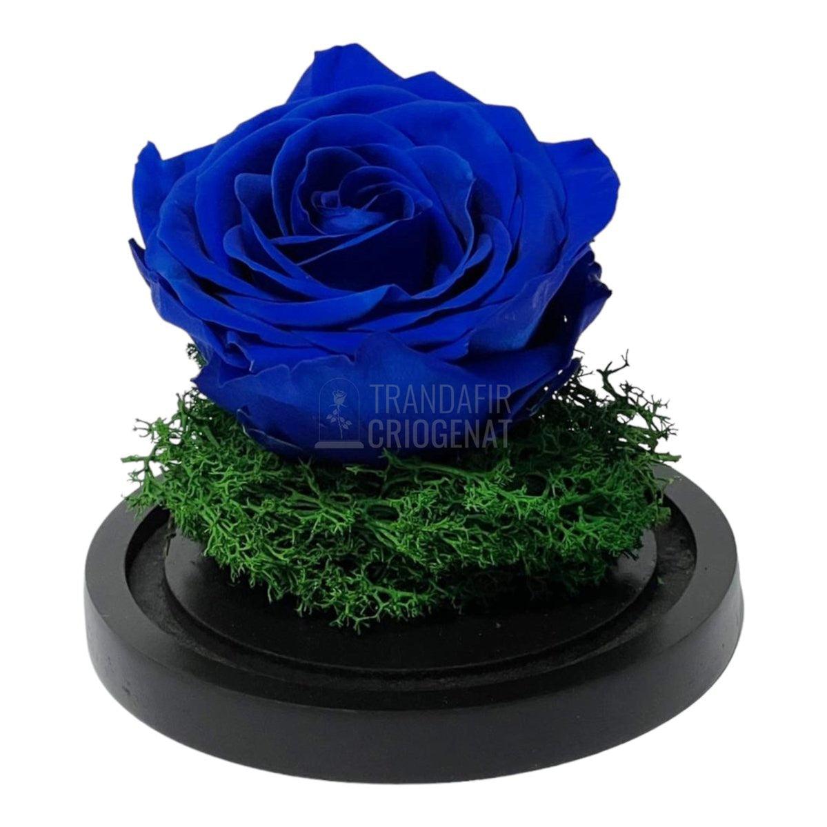 Trandafir Criogenat albastru Ø8cm in cupola de sticla 10x15cm - Trandafir-Criogenat.ro