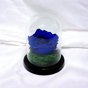 Trandafir Criogenat albastru Ø8cm in cupola de sticla 10x15cm - Trandafir-Criogenat.ro