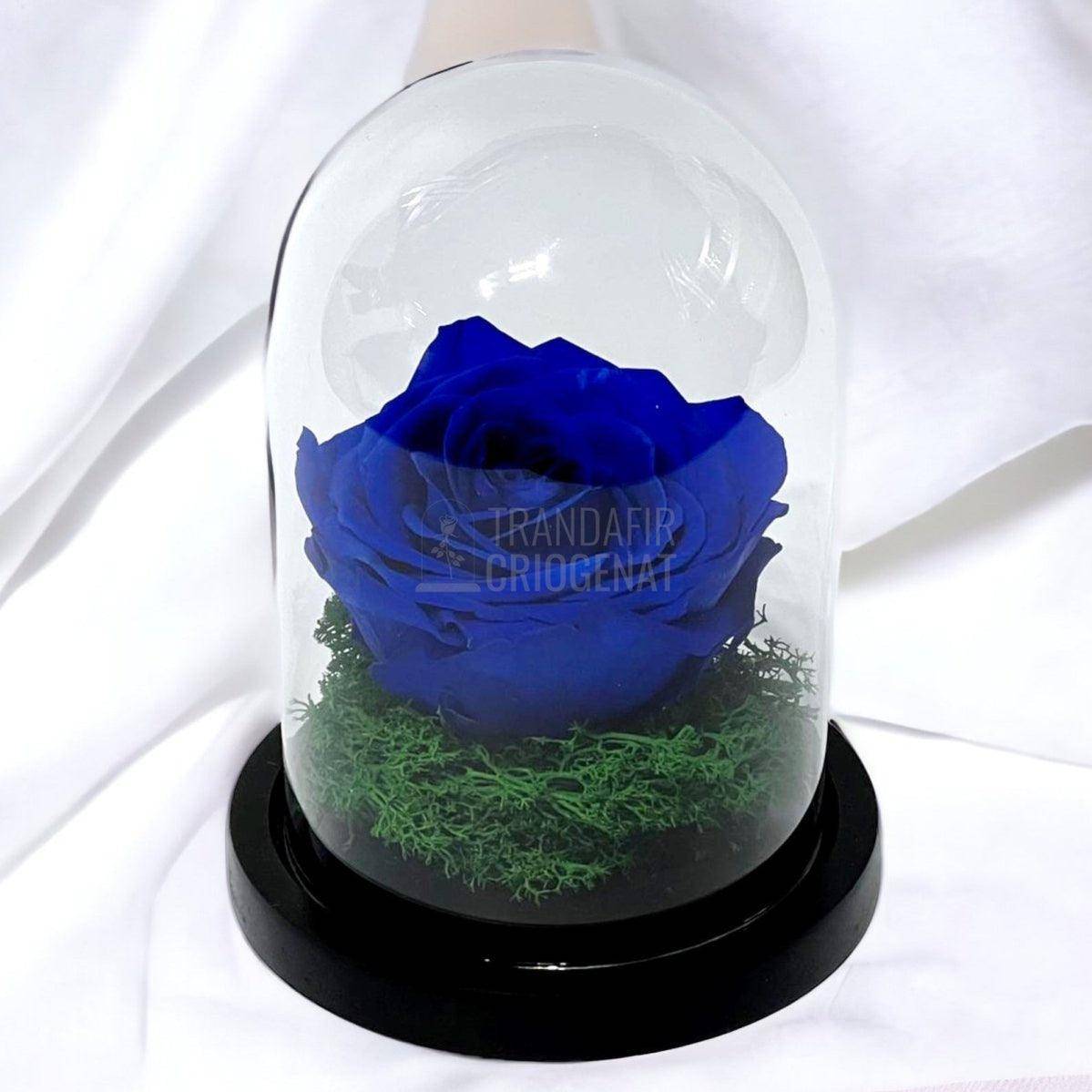 Trandafir Criogenat albastru Ø8cm in cupola de sticla 10x15cm - Trandafir-Criogenat.ro