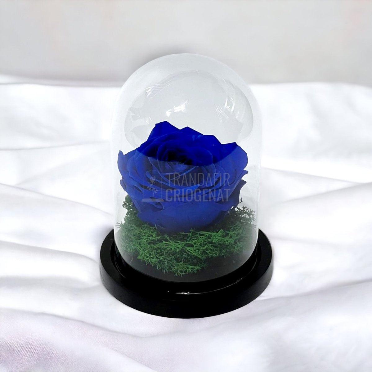 Trandafir Criogenat albastru Ø8cm in cupola de sticla 10x15cm - Trandafir-Criogenat.ro
