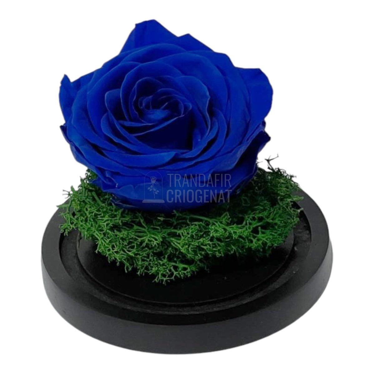 Trandafir Criogenat albastru Ø8cm in cupola de sticla 10x15cm - Trandafir-Criogenat.ro