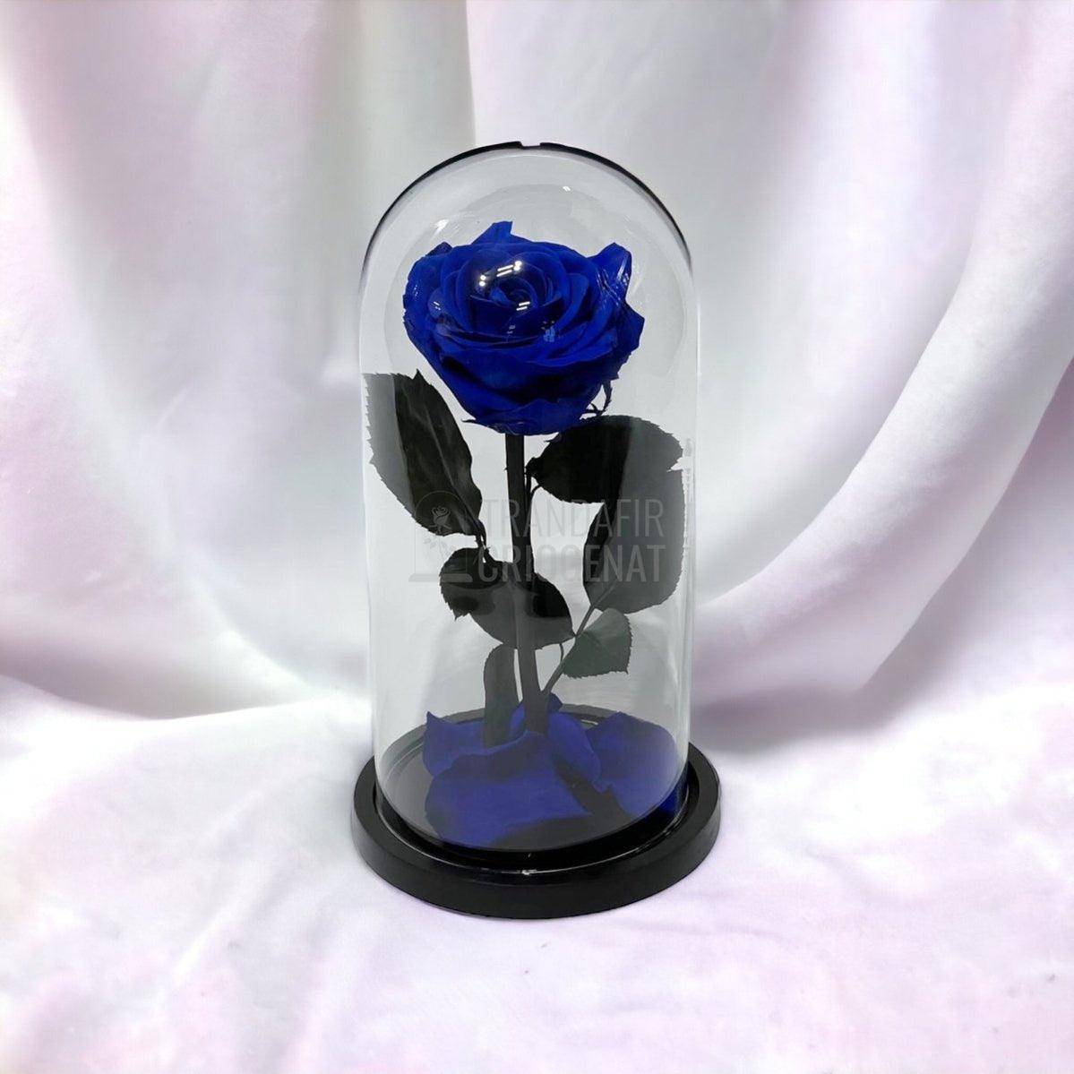 Trandafir Criogenat albastru Ø8cm in cupola de sticla 12x25cm - Trandafir-Criogenat.ro